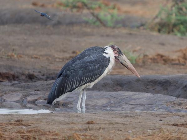 <h3><a href="/trips/tanzania/biota/animalia/chordata/aves/014 ciconiiformes/001 ciconiidae/leptoptilos crumenifer/leptoptilos crumenifer-nl.html">Leptoptilos&nbsp;crumenifer</a> / Marabou&nbsp;stork / Afrikaanse&nbsp;maraboe</h3>OM-1 Mark II met OLYMPUS M.150-400mm F4.5, 1/2000 sec  bij F4.5, ISO 2500, afstand 55.3&nbsp;m